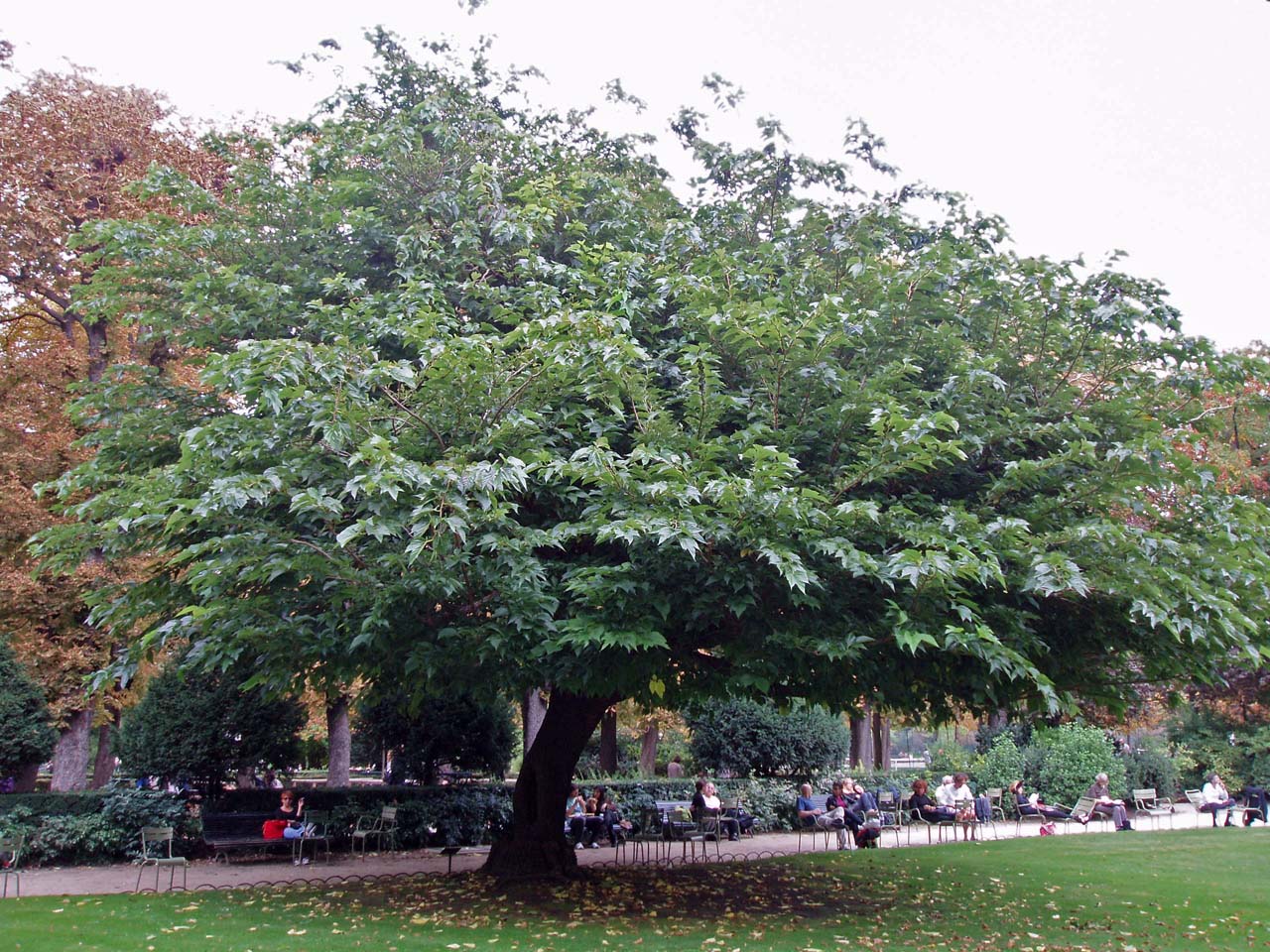 Mûrier blanc Jardin du Luxembourg